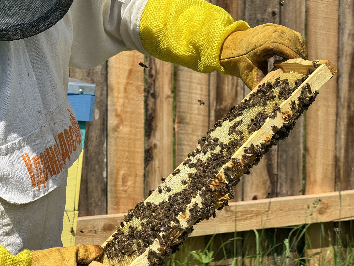 шаховская, пасека, пчеловод, пчелы,