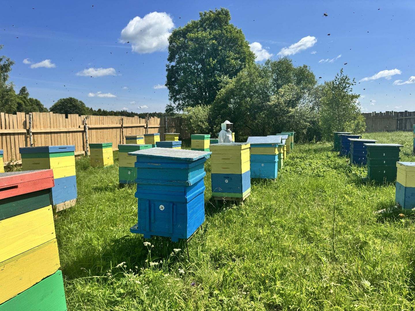 шаховская, пасека, пчеловод, пчелы,