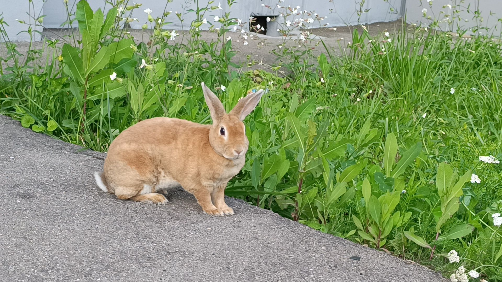 животные, лобня, кролик,