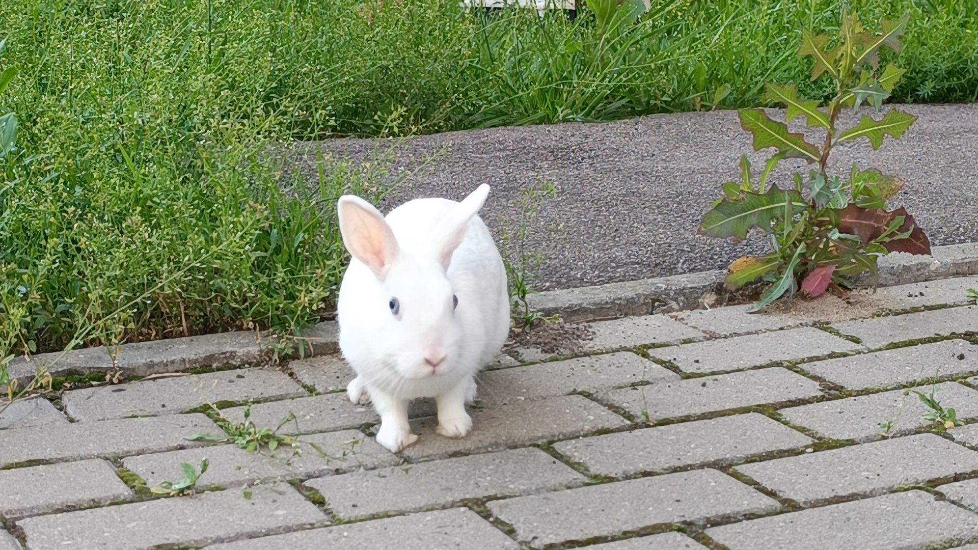 животные, лобня, кролик,