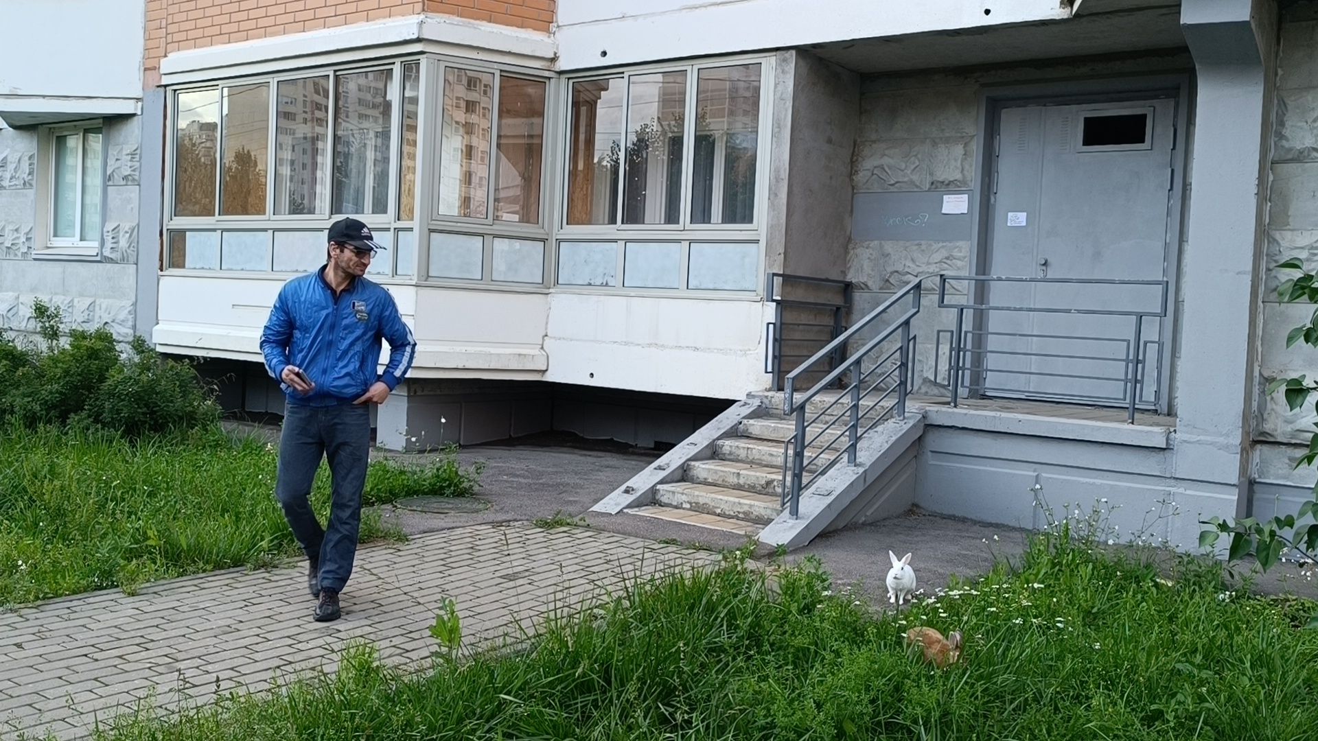 животные, лобня, кролик,