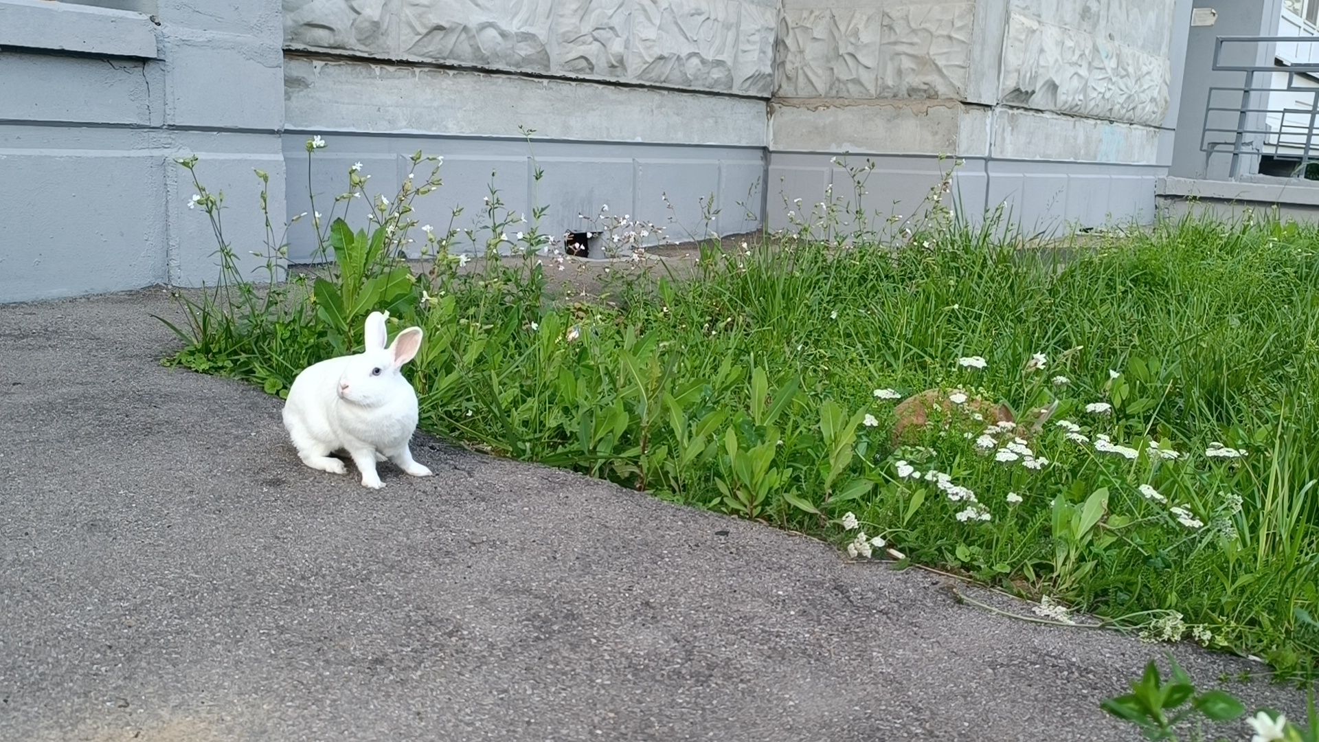 животные, лобня, кролик,