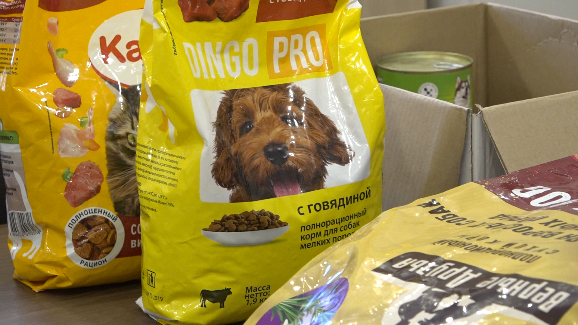 день собак, благотворительная акция, власиха волонтеры, помоги приюту, приют умка лесной городок,