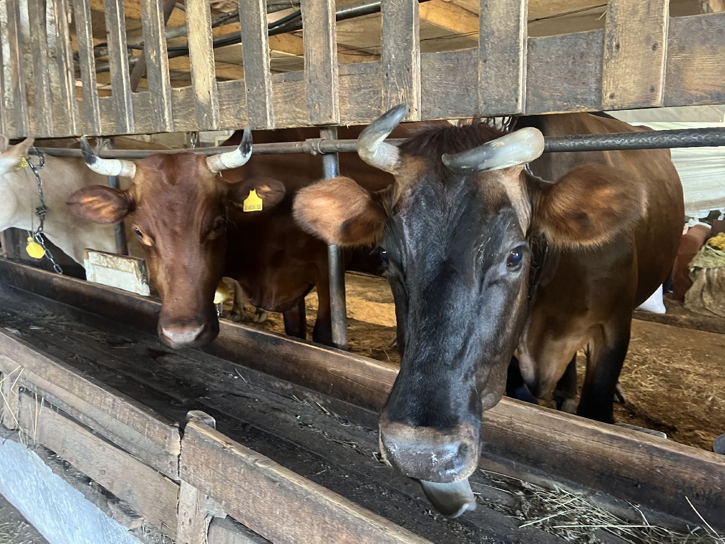 талдомский городской округ, Сельхос,