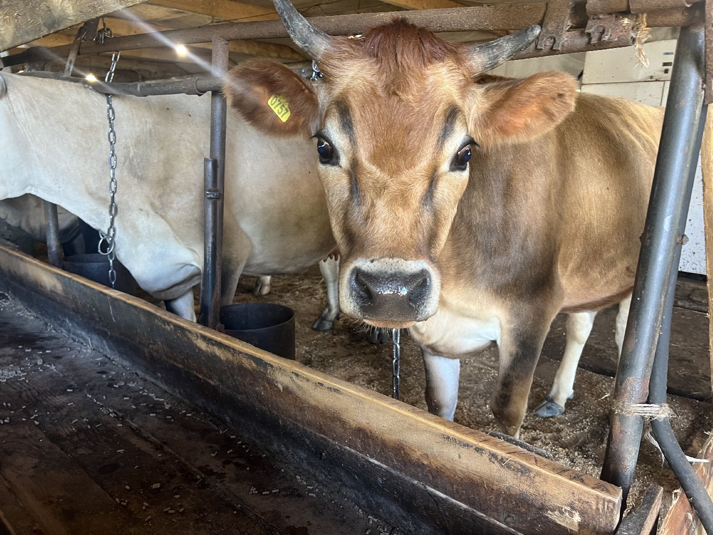 талдомский городской округ, Сельхос,