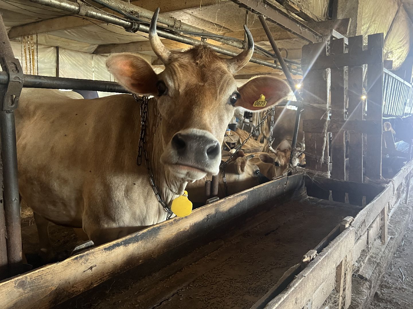 талдомский городской округ, Сельхос,