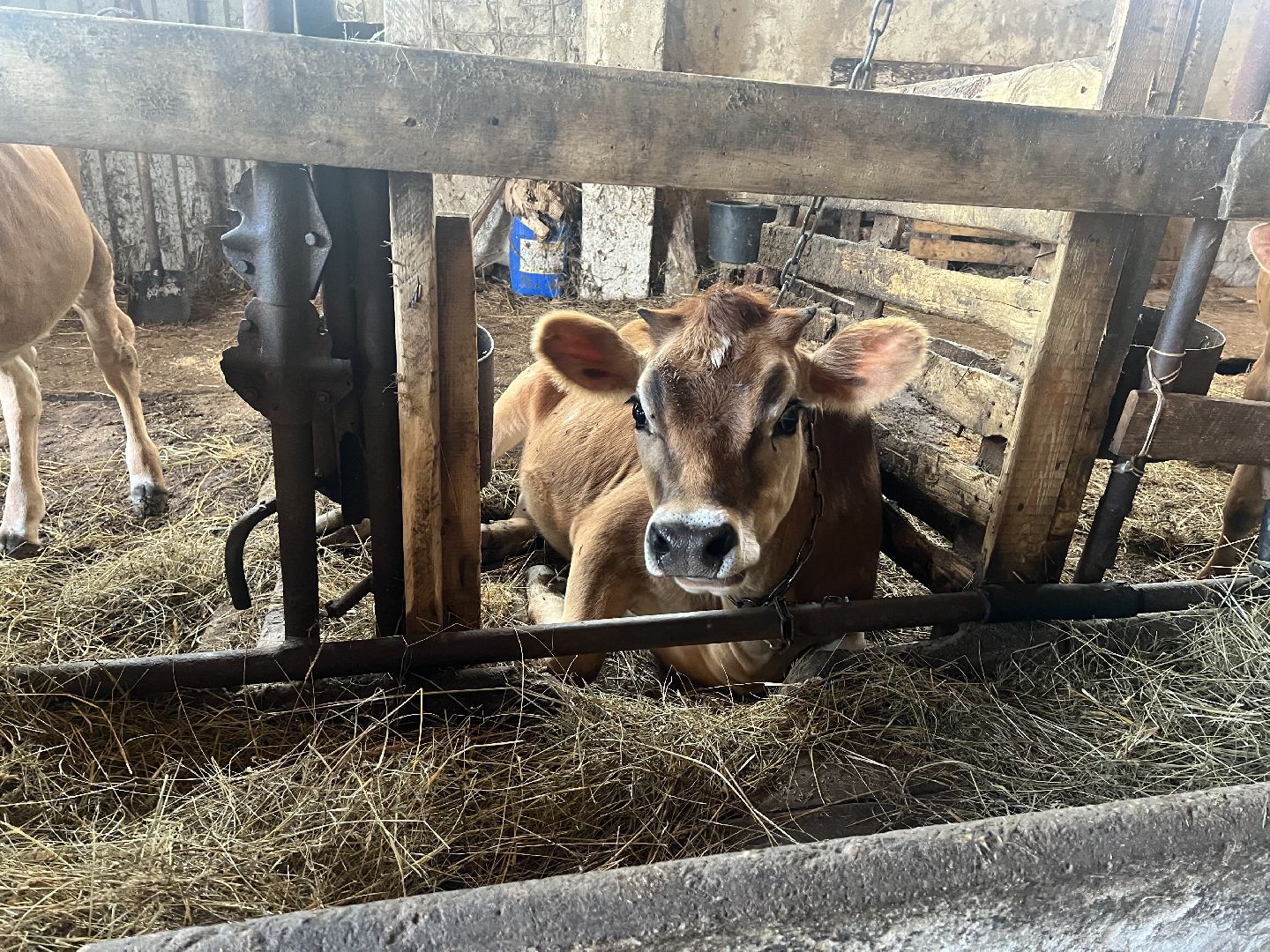 талдомский городской округ, Сельхос,