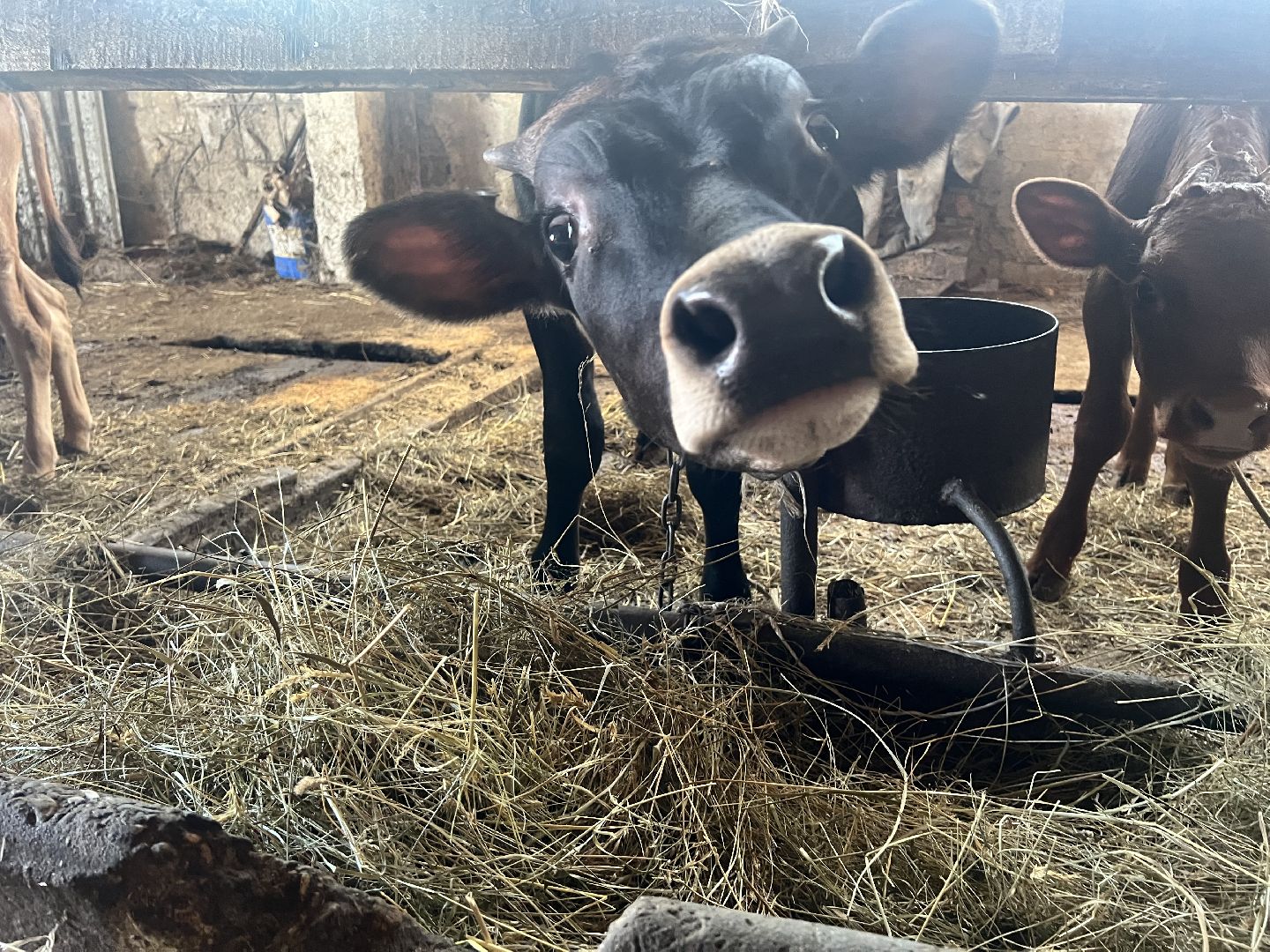 талдомский городской округ, Сельхос,