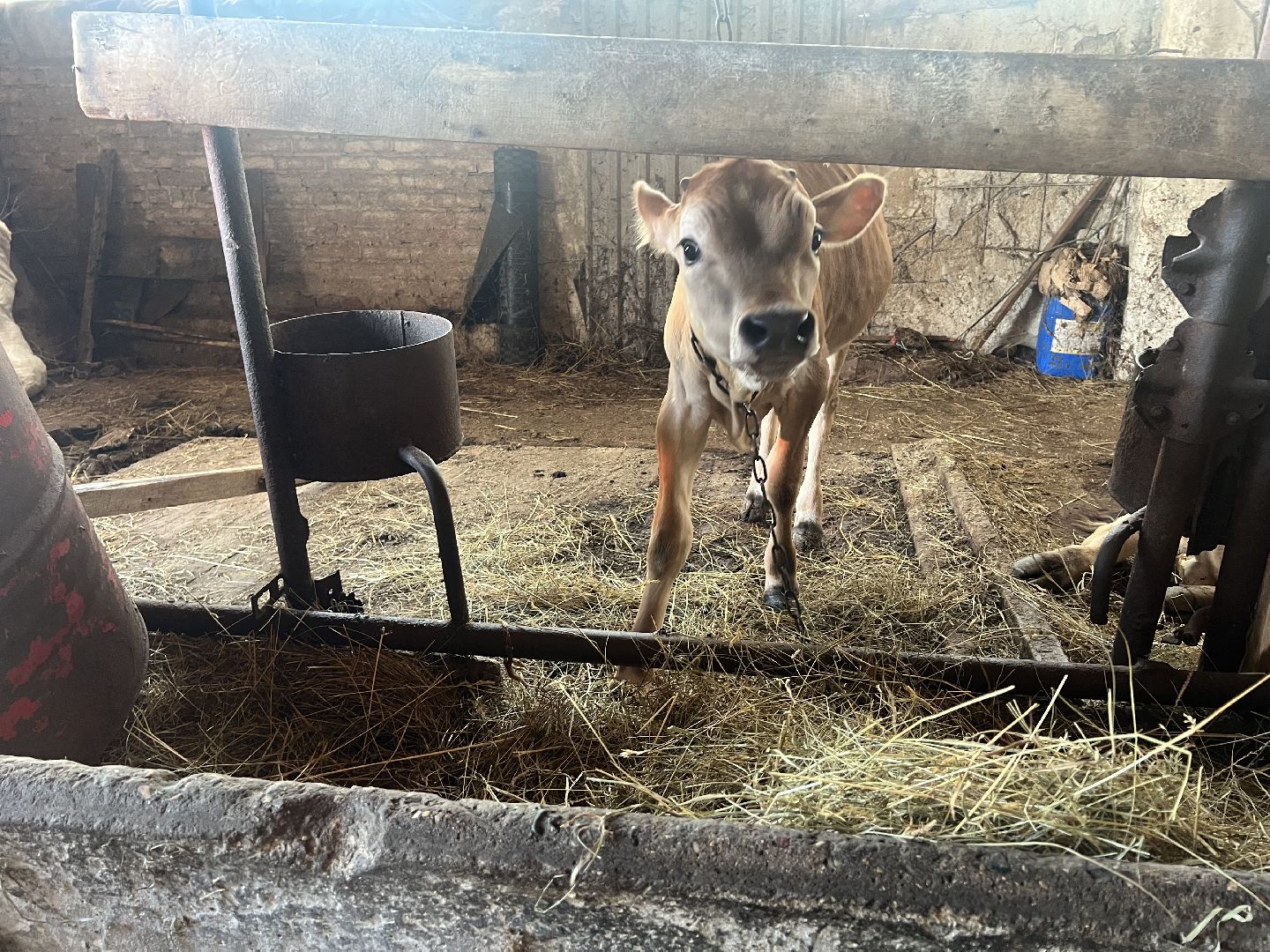 талдомский городской округ, Сельхос,