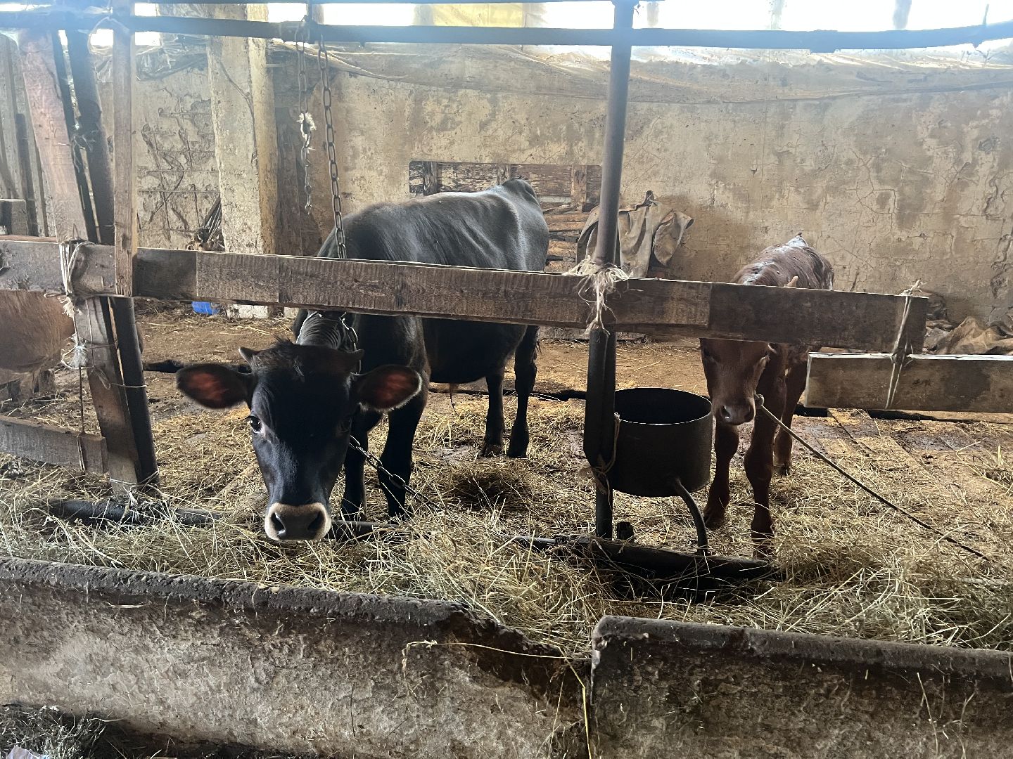 талдомский городской округ, Сельхос,