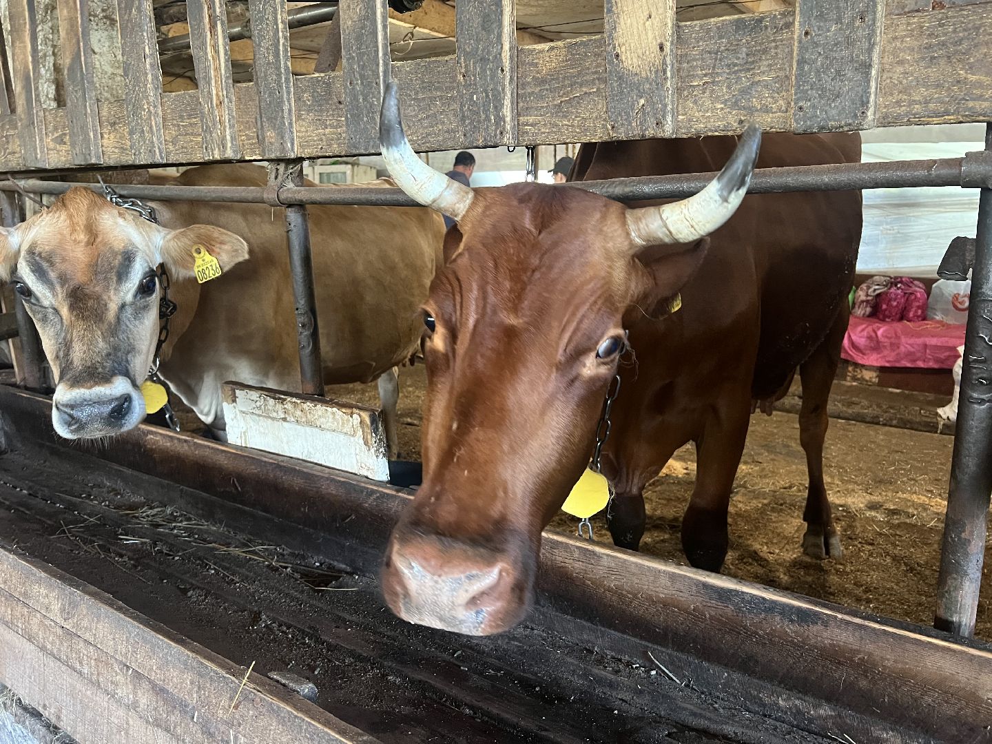 талдомский городской округ, Сельхос,
