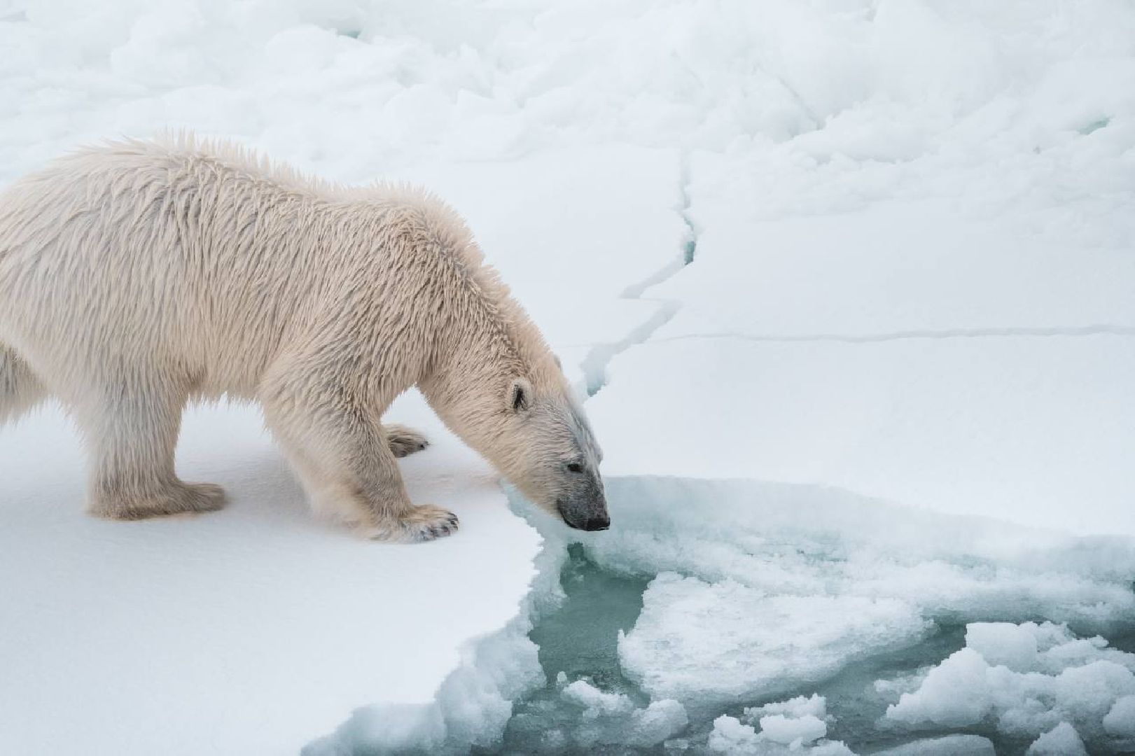 красноармейск, городской округ пушкинский, время героев, александр легков, ледокол арктика,