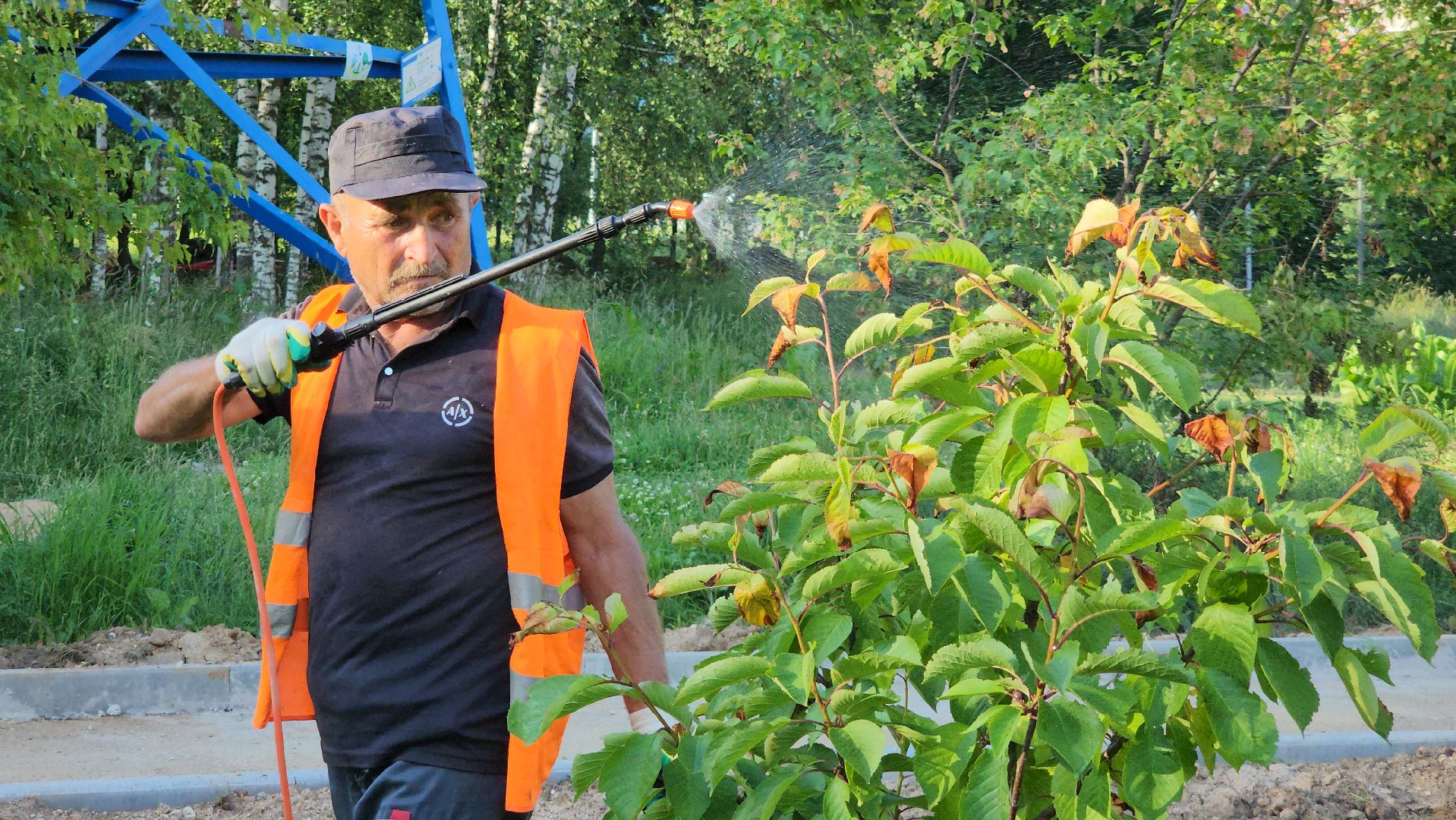 Сад Победы , Лобня , плодовый сад,Обработка деревьев ,
