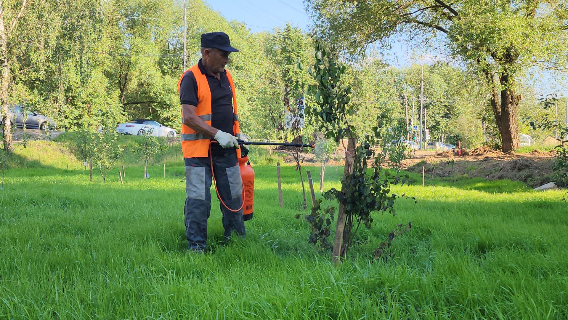 Сад Победы , Лобня , плодовый сад,Обработка деревьев ,