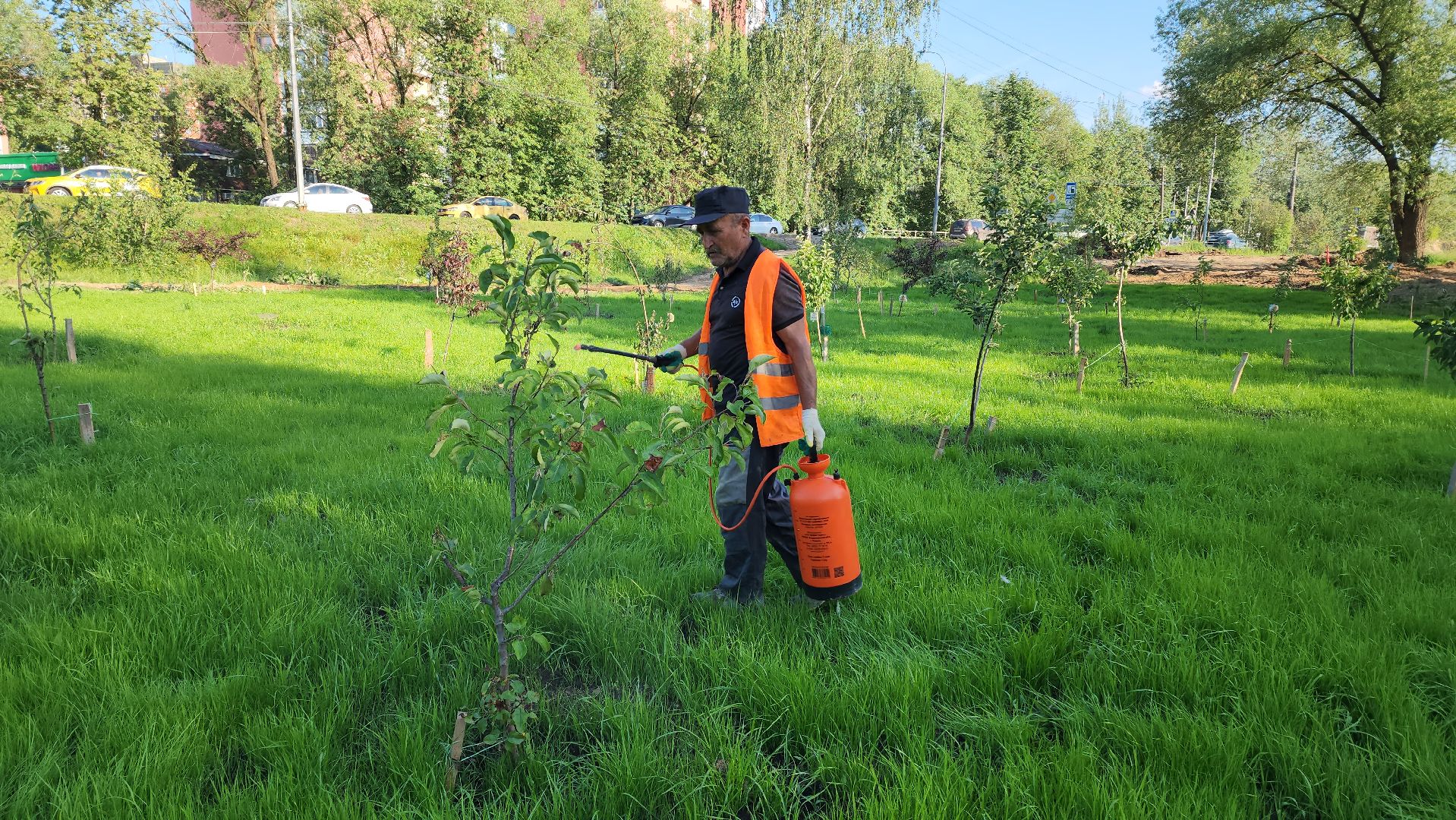 Сад Победы , Лобня , плодовый сад,Обработка деревьев ,
