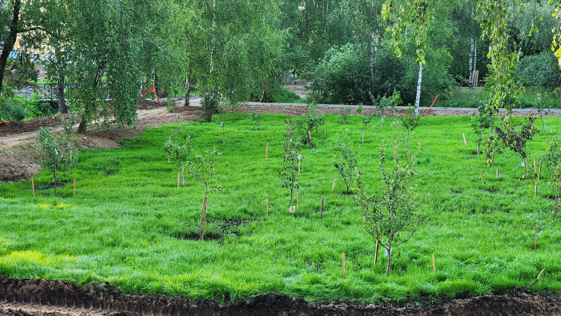 Сад Победы , Лобня , плодовый сад,Обработка деревьев ,