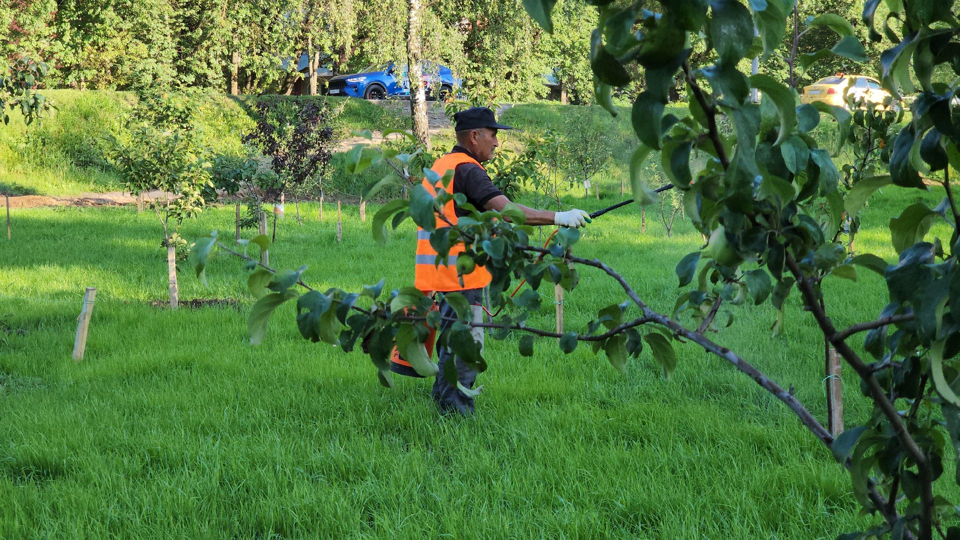 Сад Победы , Лобня , плодовый сад,Обработка деревьев ,