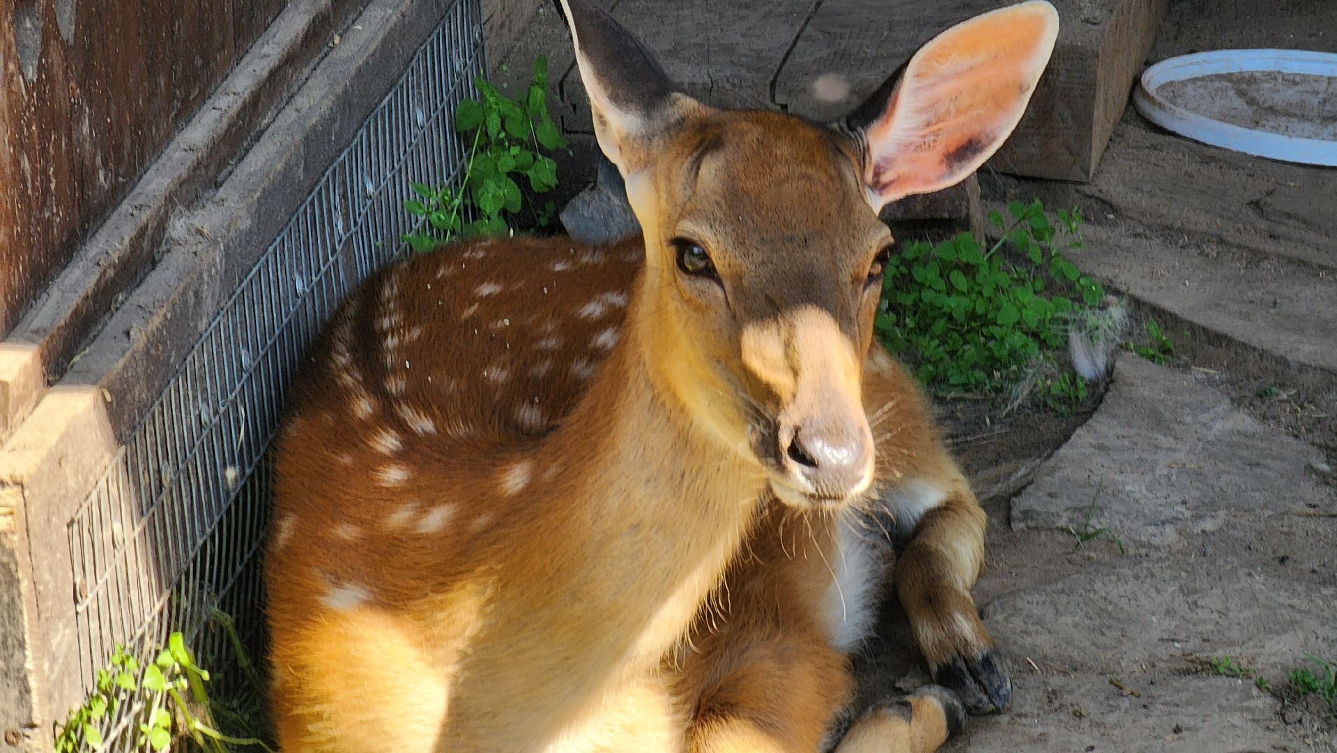 солнечногорск, сенежский олень, животные, туризм, мини-ферма,