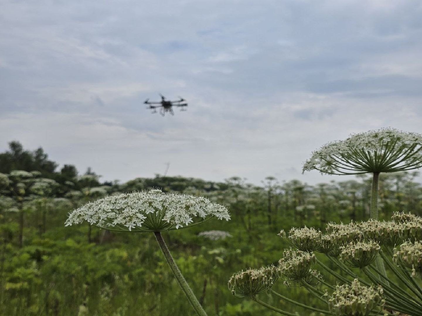 можайск, можайский муниципальный округ, подмосковье, борьба с борщевиком, борщевик Сосновского , дроны, современные технологии, экология,