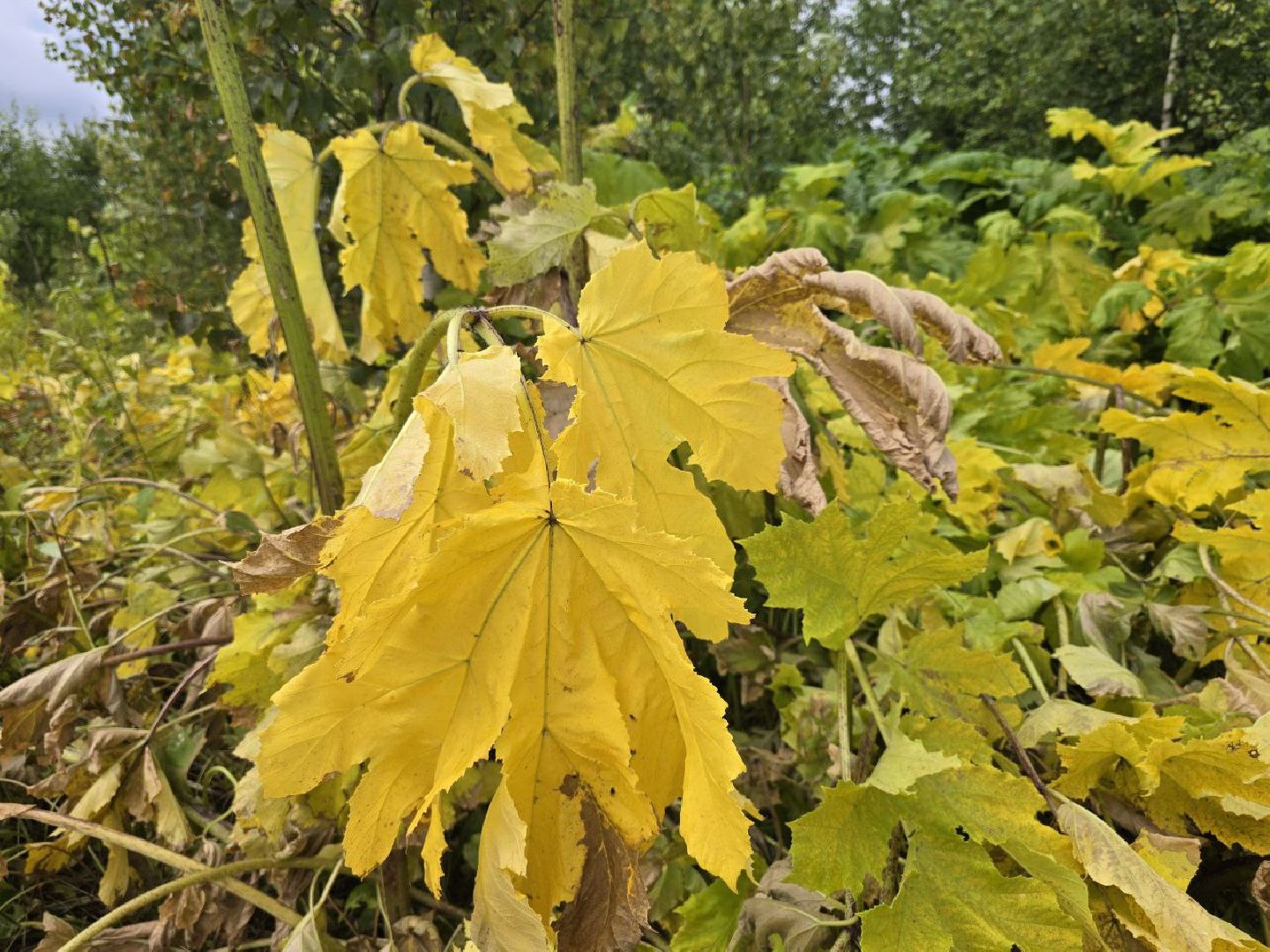 можайск, можайский муниципальный округ, подмосковье, борьба с борщевиком, борщевик Сосновского , дроны, современные технологии, экология,
