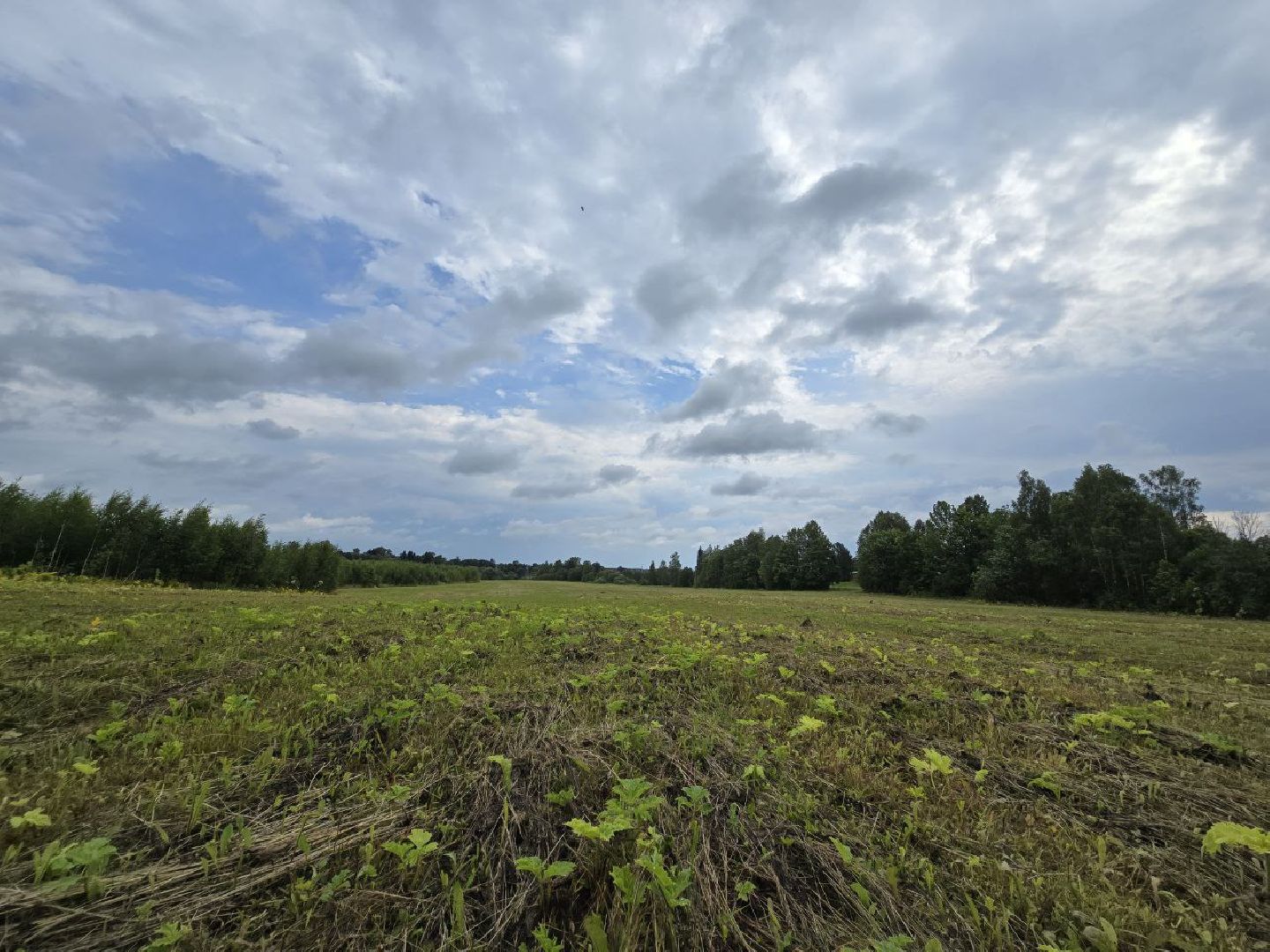 можайск, можайский муниципальный округ, подмосковье, борьба с борщевиком, борщевик Сосновского , дроны, современные технологии, экология,
