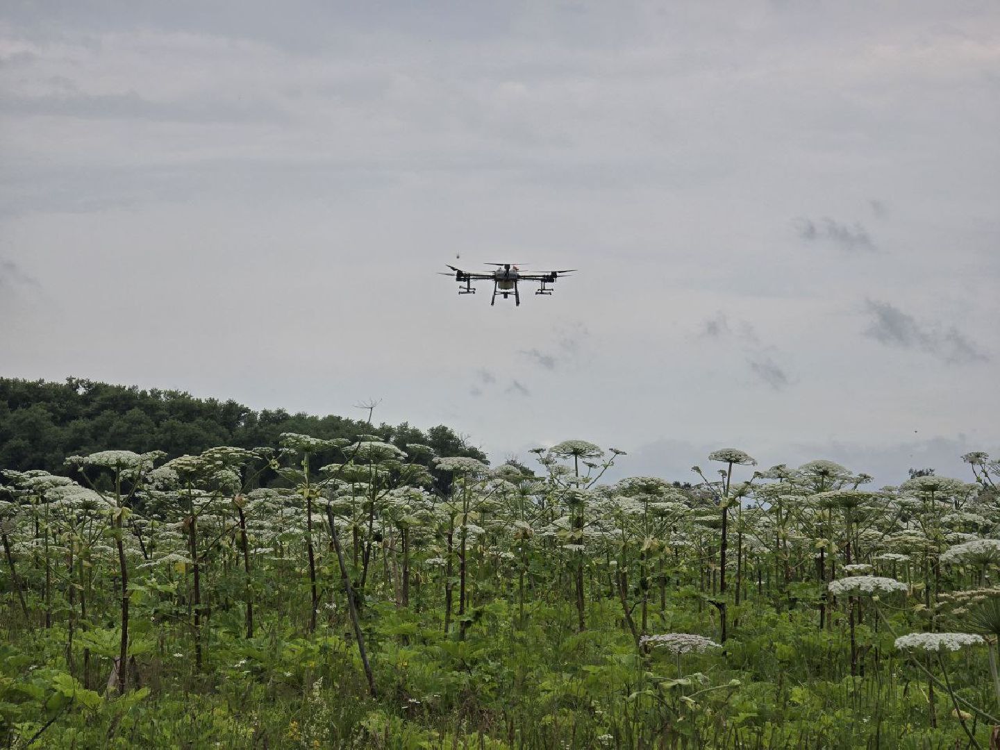 можайск, можайский муниципальный округ, подмосковье, борьба с борщевиком, борщевик Сосновского , дроны, современные технологии, экология,