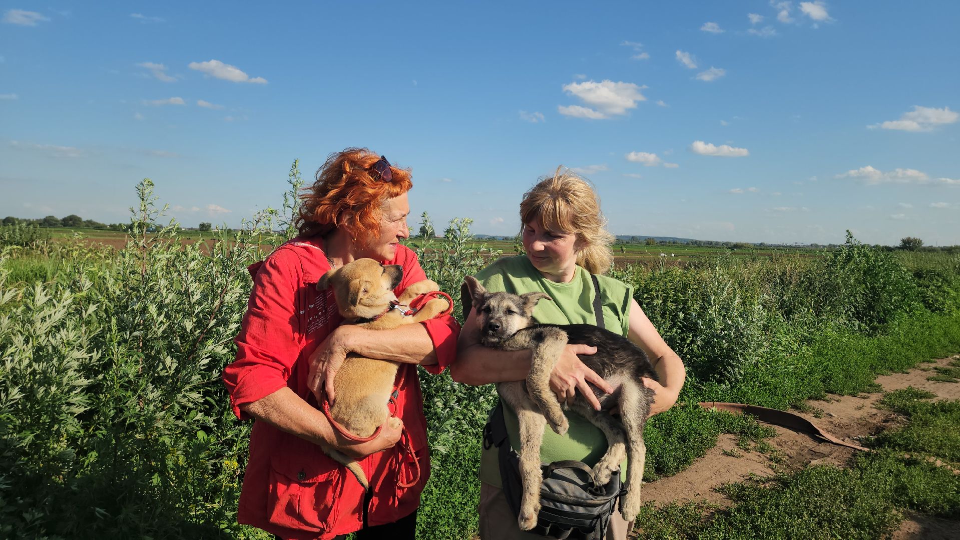 Люберцы, д Михнево, волонтеры, зоозащитники,