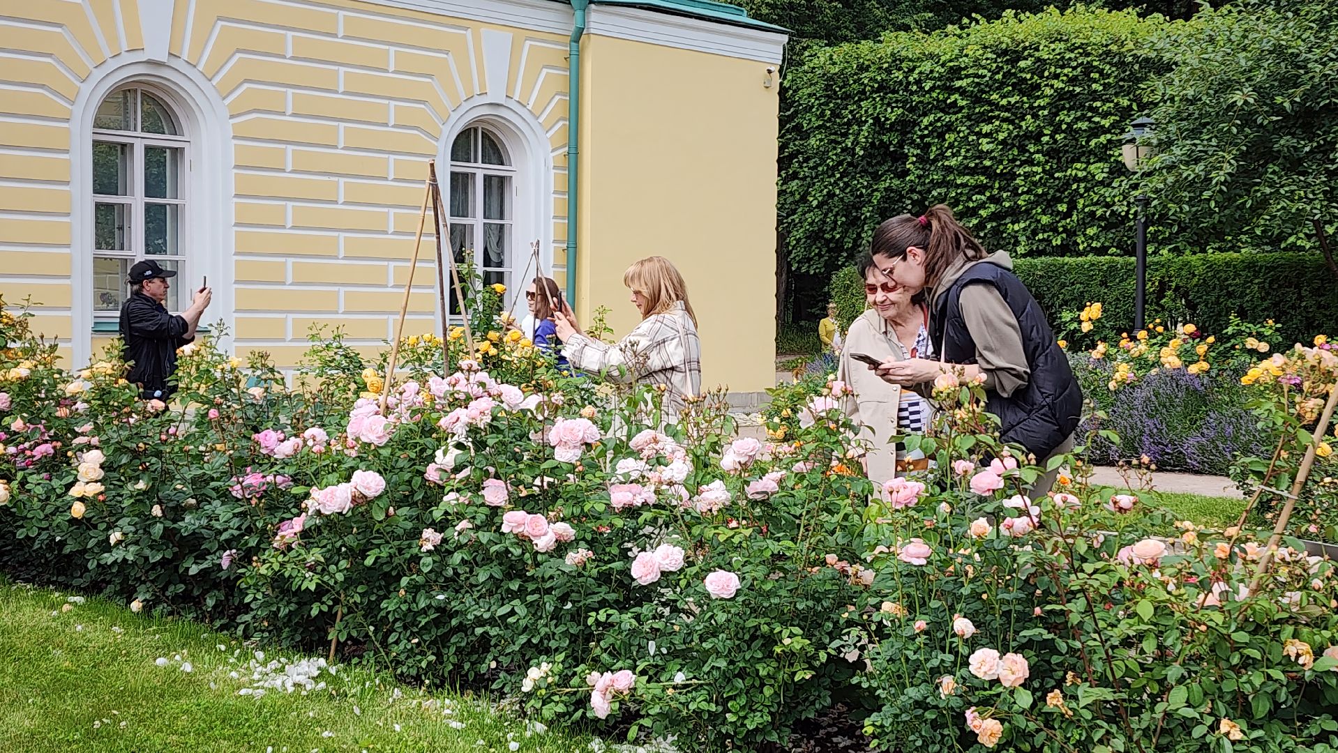 красногорск, архангельское, фестиваль роз,