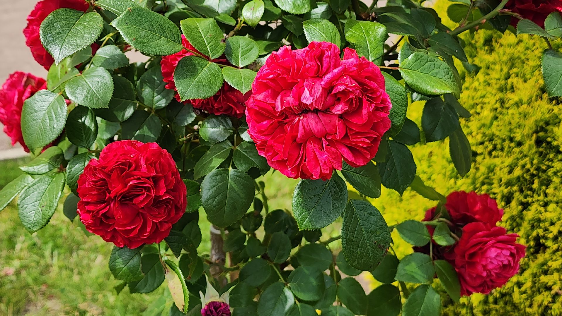 красногорск, архангельское, фестиваль роз,