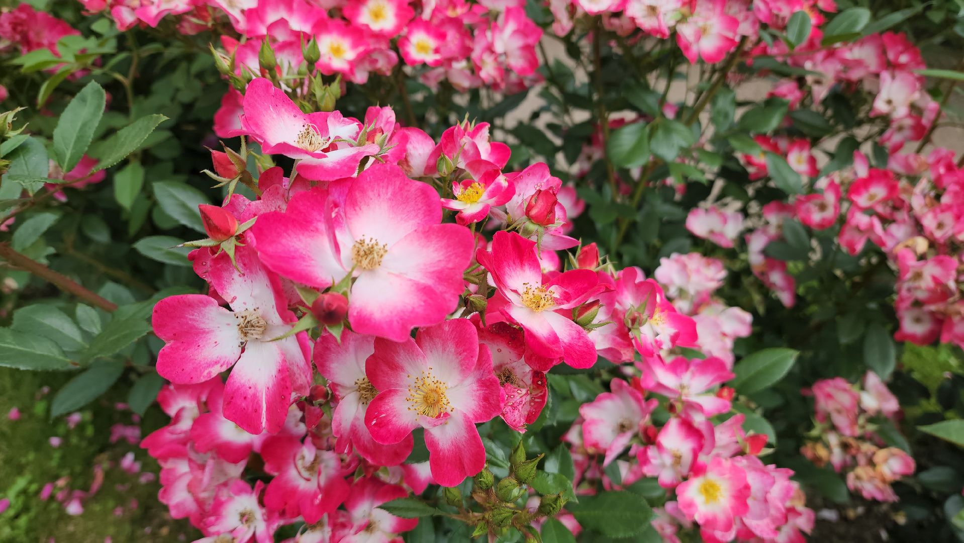 красногорск, архангельское, фестиваль роз,