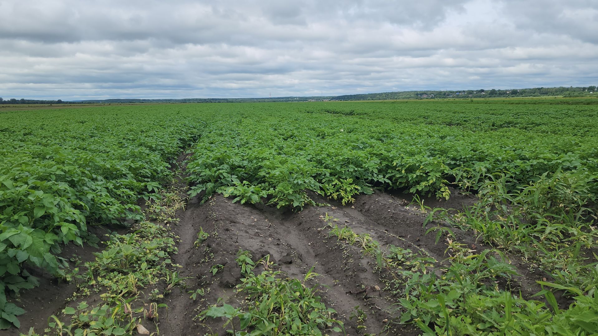 серпухов, ао дашковка, сельское хозяйство,