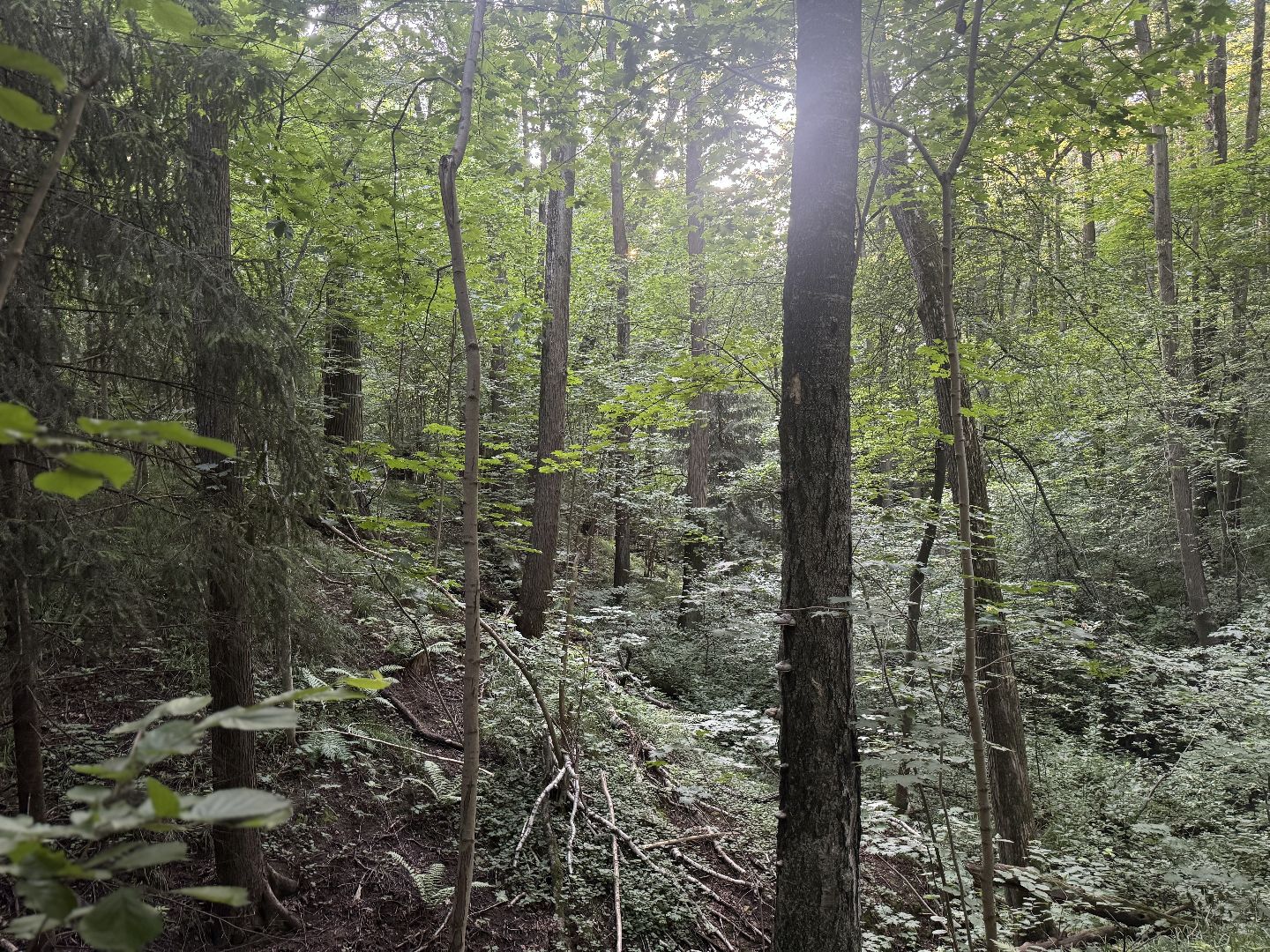 терапевтическая тропа , музей заповедник горки ленинские, лесотерапия, ленинский городской округ,