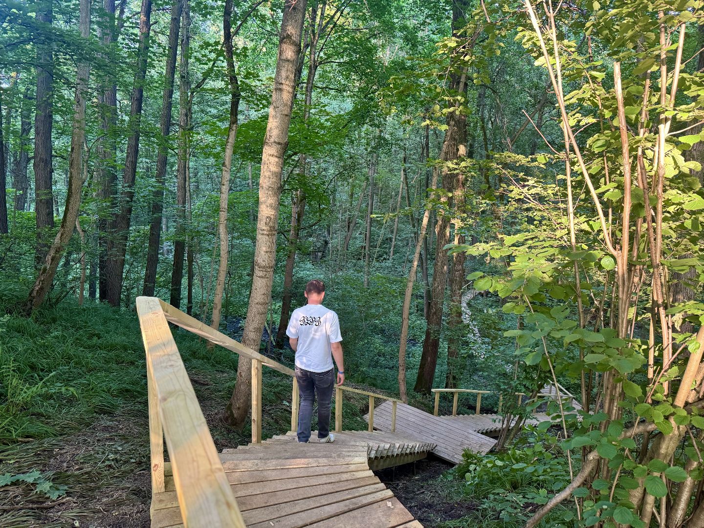 терапевтическая тропа , музей заповедник горки ленинские, лесотерапия, ленинский городской округ,