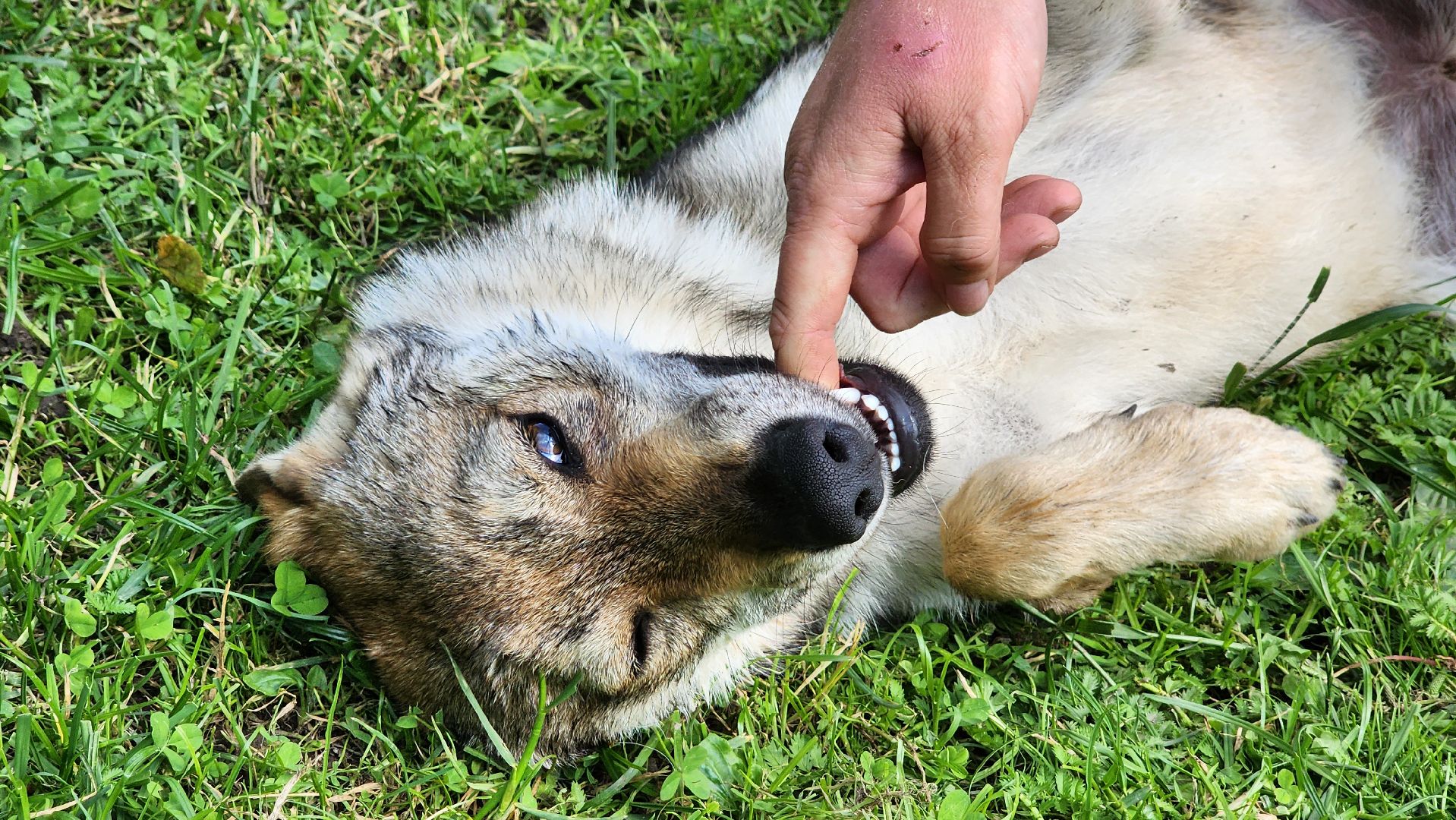 солнечногорск, сенежский олень, животные, волчок и поросенок, туризм,