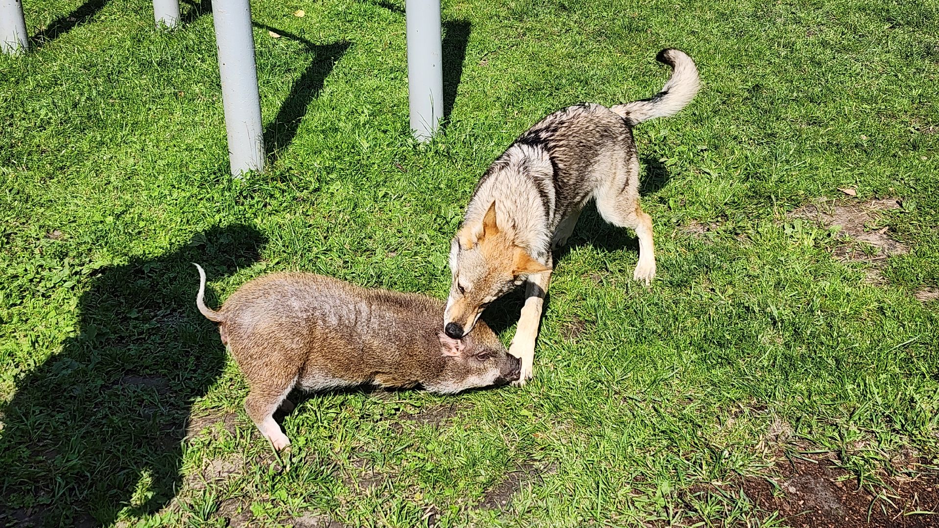солнечногорск, сенежский олень, животные, волчок и поросенок, туризм,