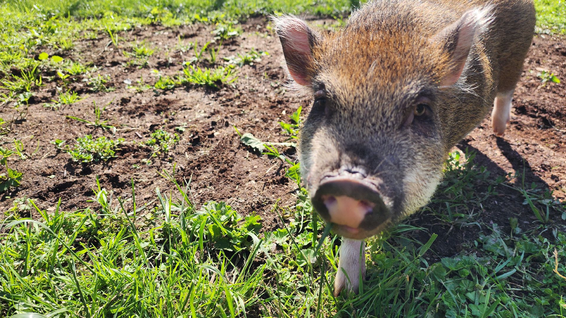 солнечногорск, сенежский олень, животные, волчок и поросенок, туризм,