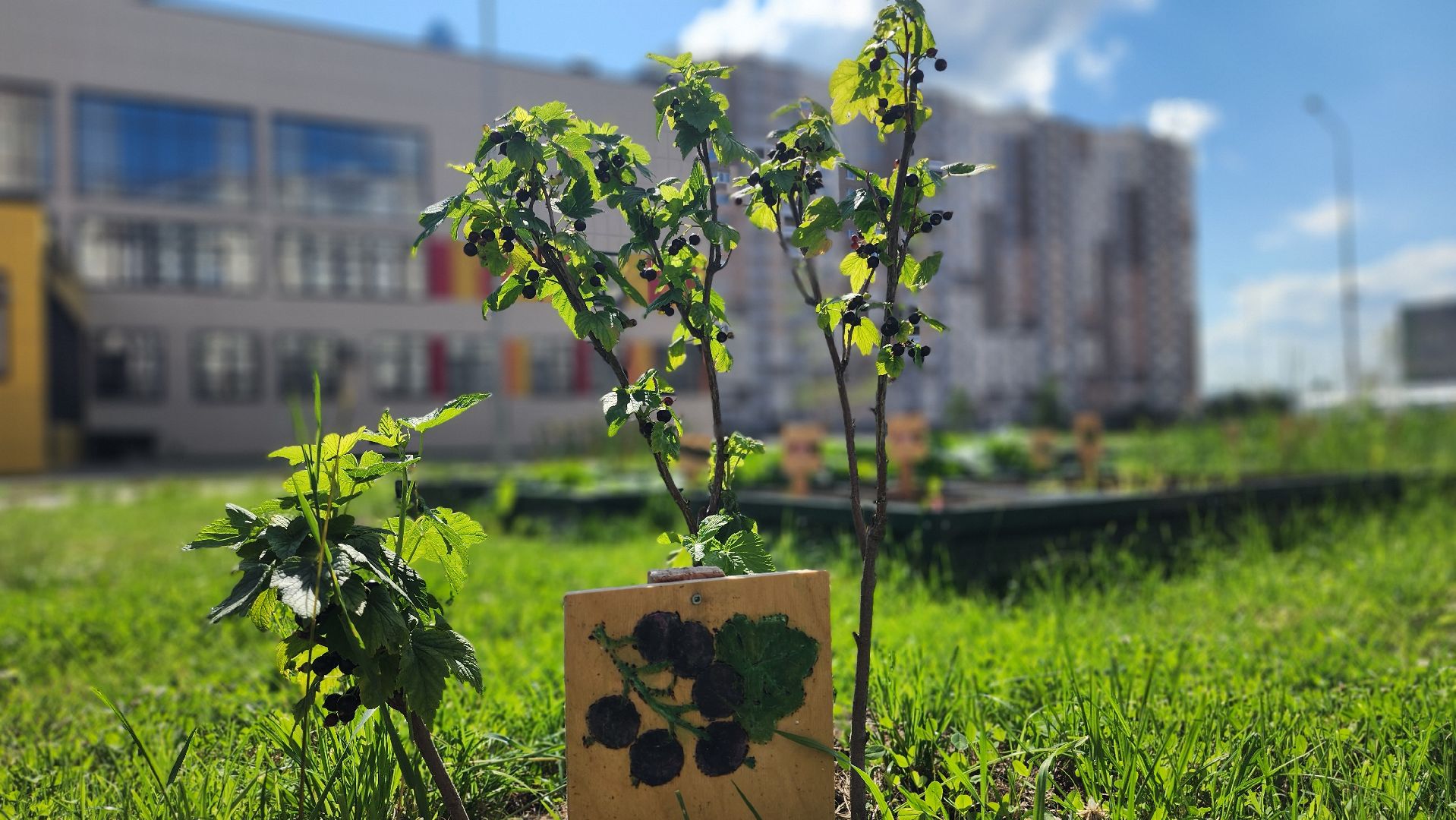 школа, лагерь, культура, досуг, образование, домодедово, подмосковье, школьный лагерь,