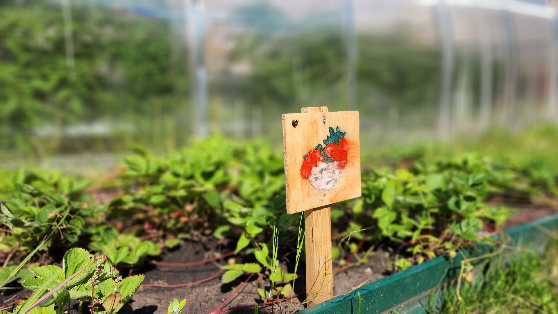 школа, лагерь, культура, досуг, образование, домодедово, подмосковье, школьный лагерь,