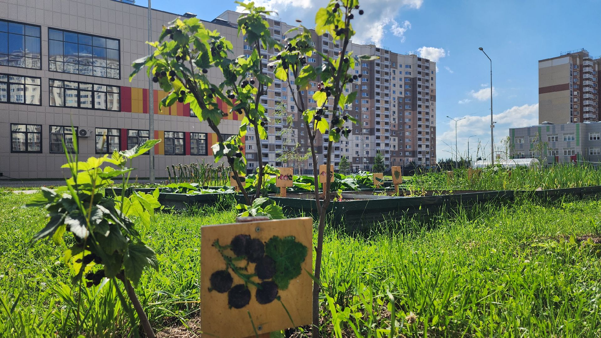 школа, лагерь, культура, досуг, образование, домодедово, подмосковье, школьный лагерь,