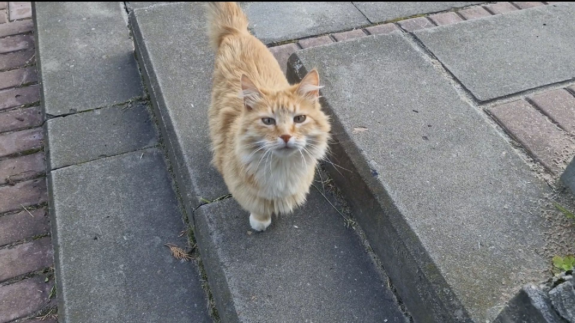 дубна, деньсемьилюбвииверности, многодетнаясемья,