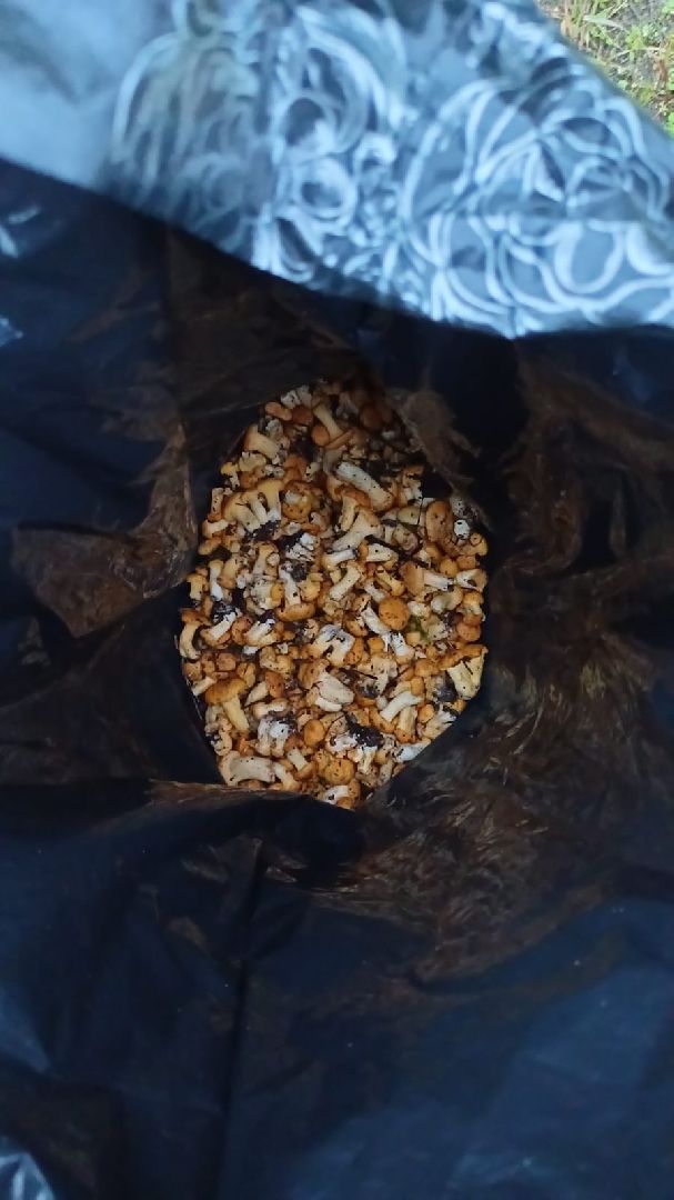 лес, ягоды, грибы в лесу, талдомский городской округ,