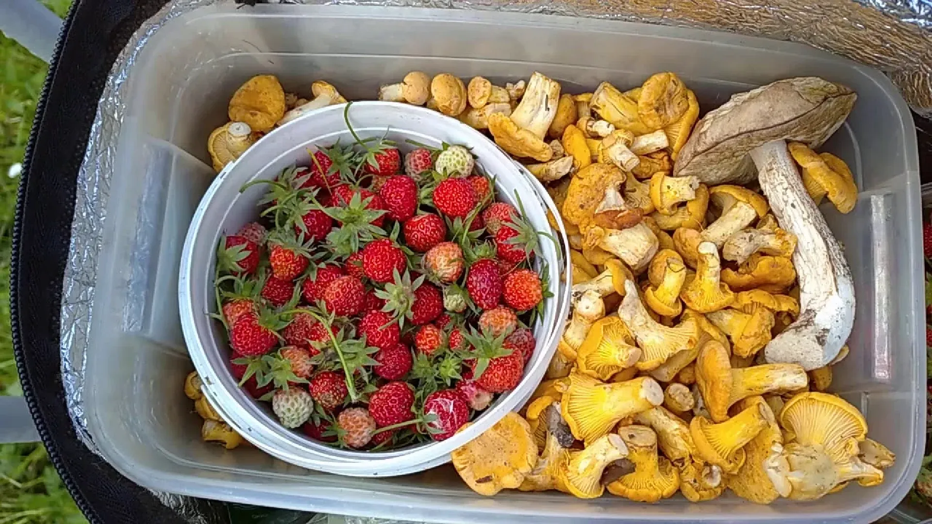 лес, ягоды, грибы в лесу, талдомский городской округ,