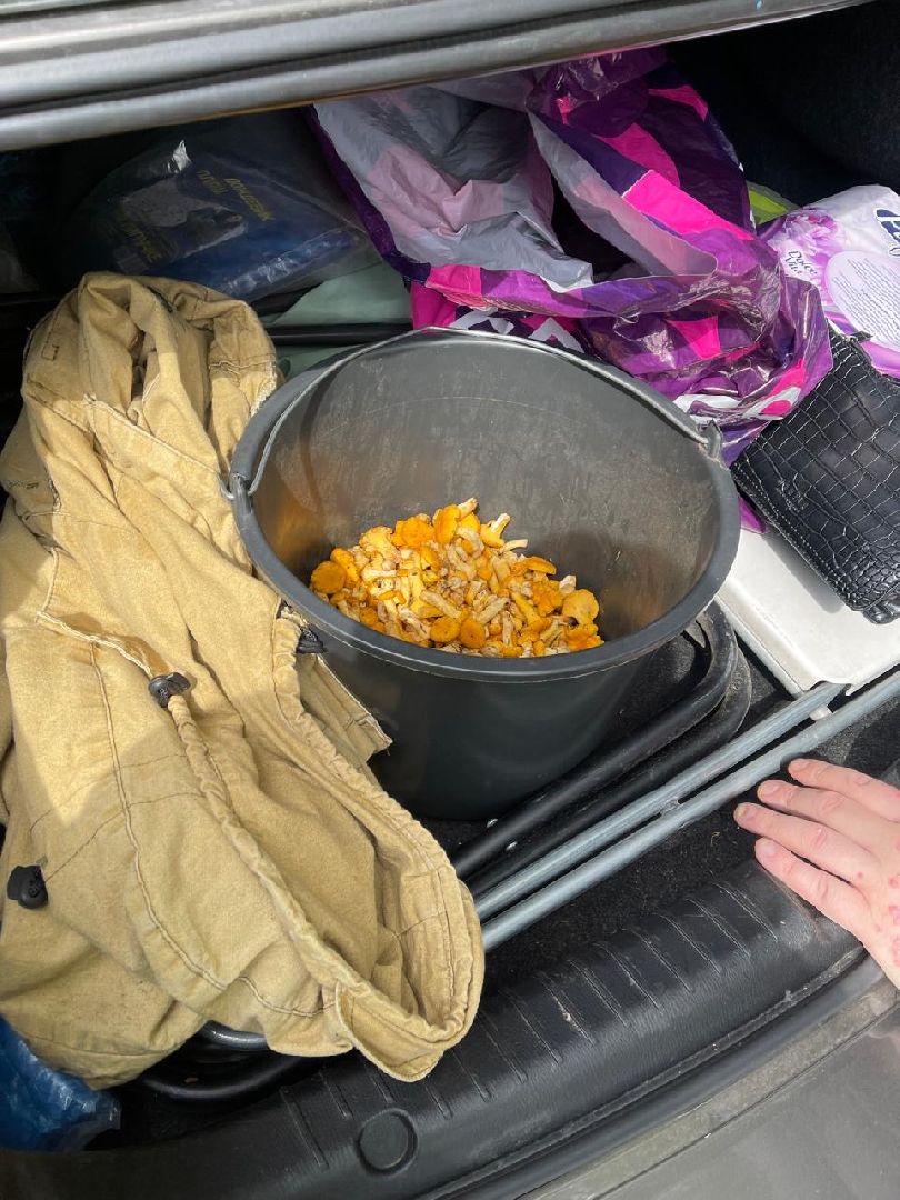 лес, ягоды, грибы в лесу, талдомский городской округ,