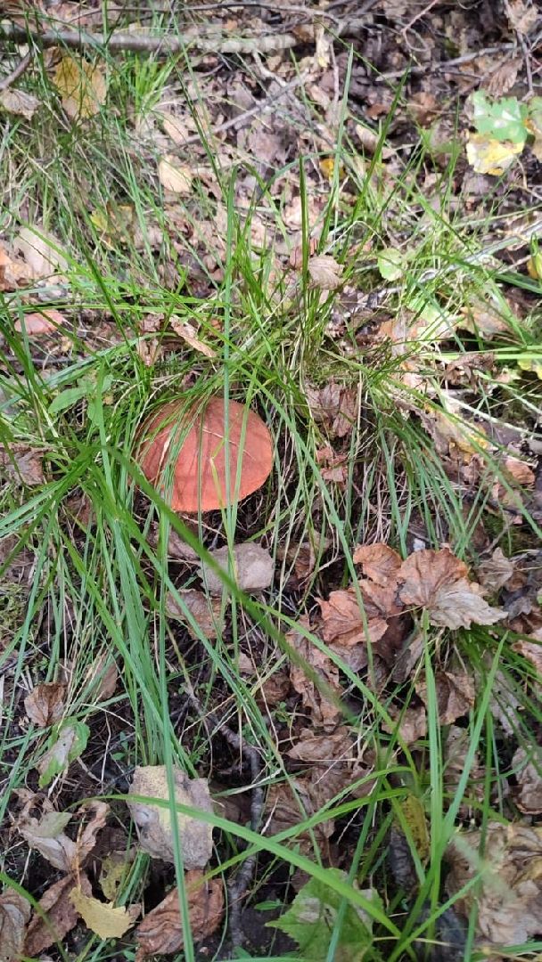 лес, ягоды, грибы в лесу, талдомский городской округ,