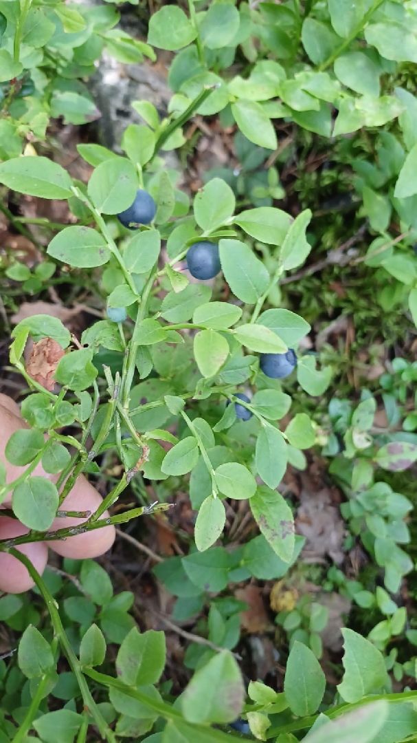 лес, ягоды, грибы в лесу, талдомский городской округ,