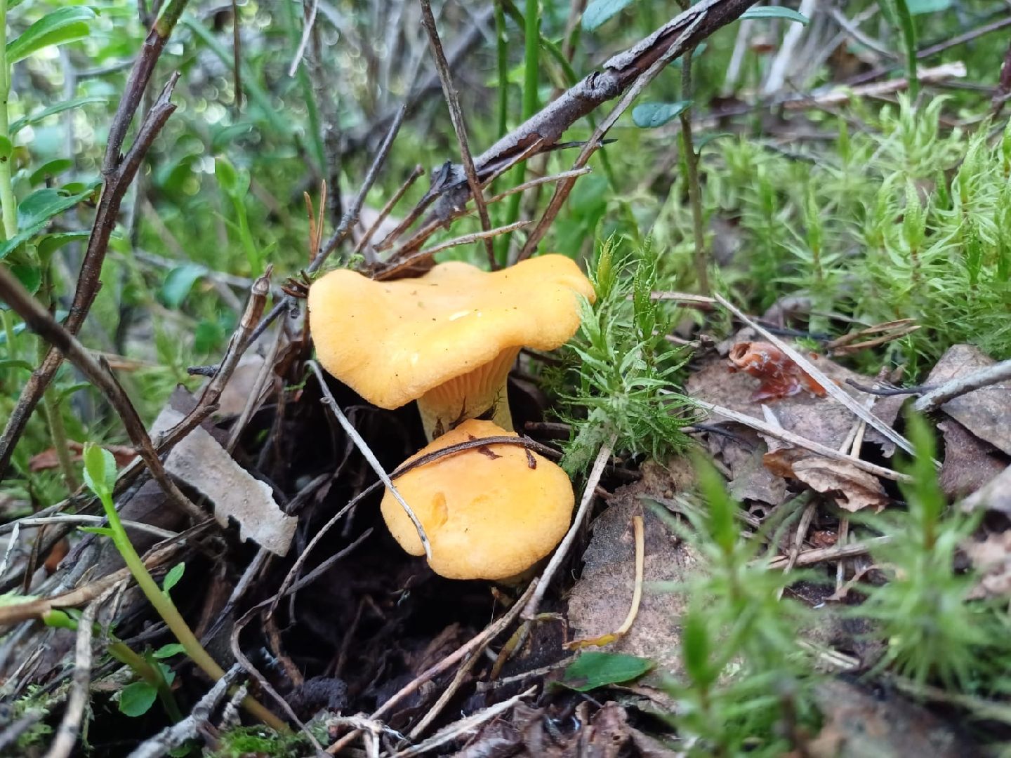 лес, ягоды, грибы в лесу, талдомский городской округ,