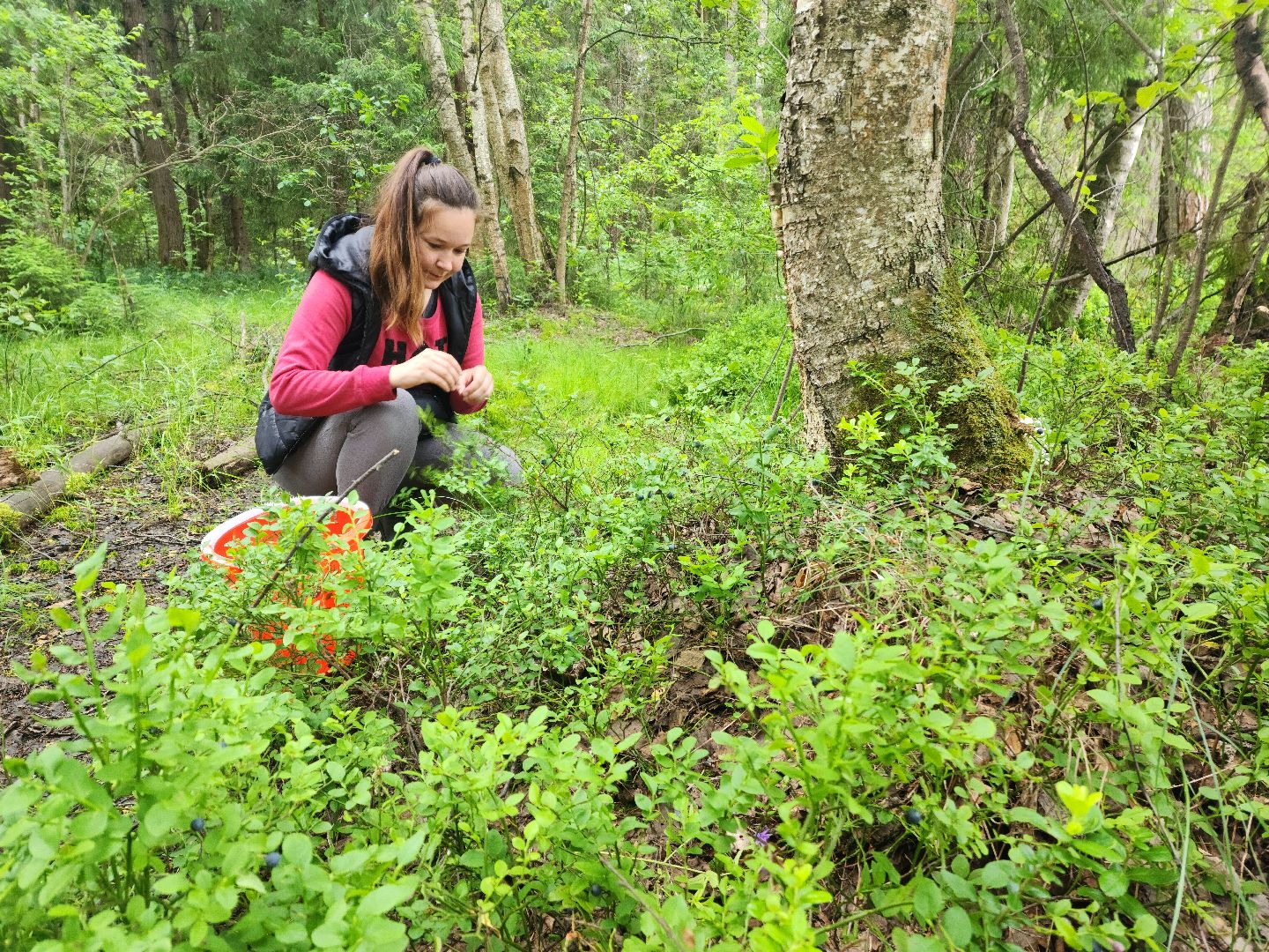 красноармейск, городской округ пушкинский, черника, лесные ягоды,