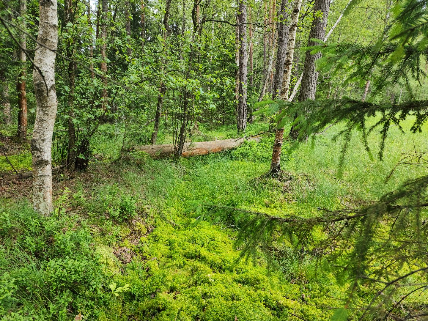 красноармейск, городской округ пушкинский, черника, лесные ягоды,