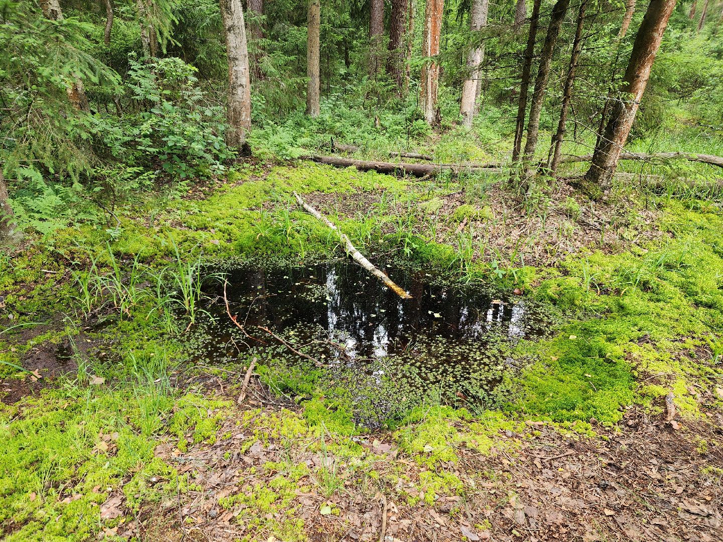 красноармейск, городской округ пушкинский, черника, лесные ягоды,