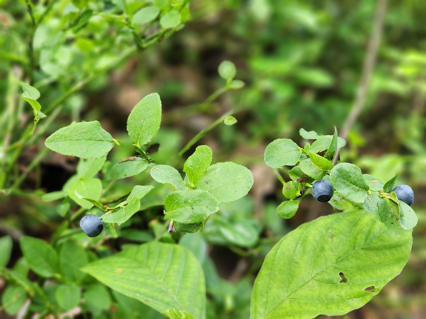 красноармейск, городской округ пушкинский, черника, лесные ягоды,
